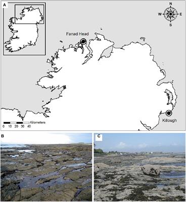 Sustainable Harvesting of the Ecosystem Engineer Corallina officinalis for Biomaterials